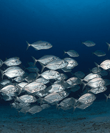 Verde Island Discovery